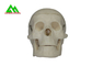 Modèles de enseignement médicaux en plastique crâne humain anatomique pour étudier l'anatomie fournisseur