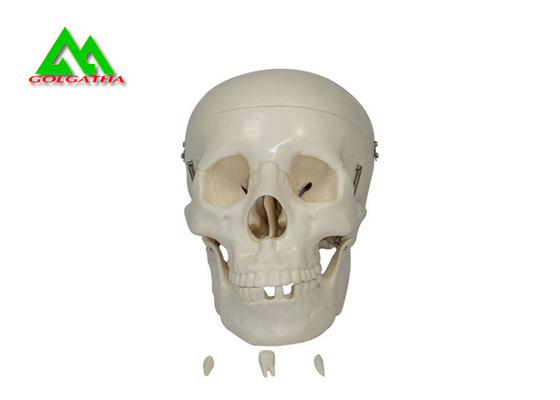 Chine Modèles de enseignement médicaux en plastique crâne humain anatomique pour étudier l'anatomie fournisseur
