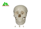 Modèles de enseignement médicaux en plastique crâne humain anatomique pour étudier l'anatomie fournisseur